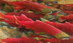 (2021) - Female Salmon are Dying at Higher Rates Than Male Salmon (ubc.ca)